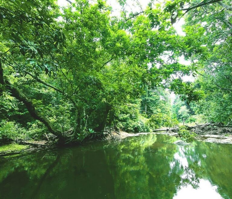 Kannavam Forest – A Lush Green Escape in Kannur